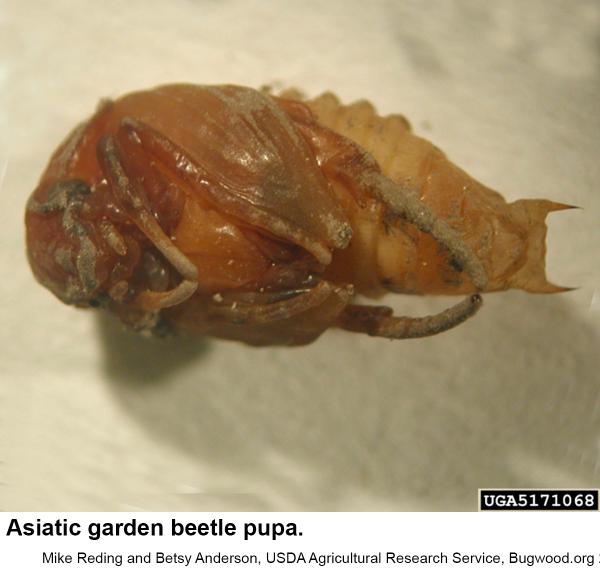 Asiatic garden beetle pupa